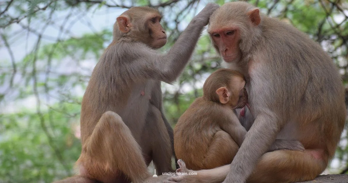 Clogged Milk Ducts - Unclog Drain