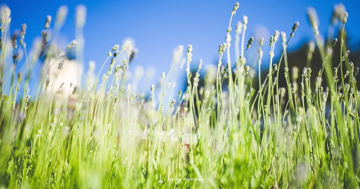 Clear Pore Routine - Unclog Drain