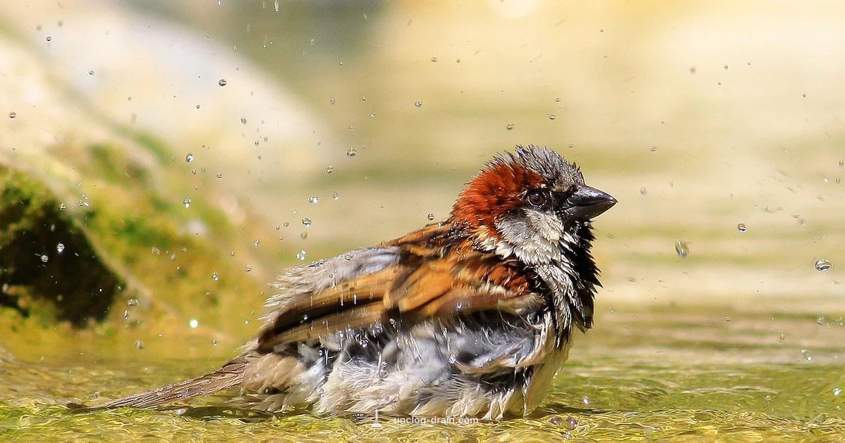 Shower Head Rescue - Unclog Drain
