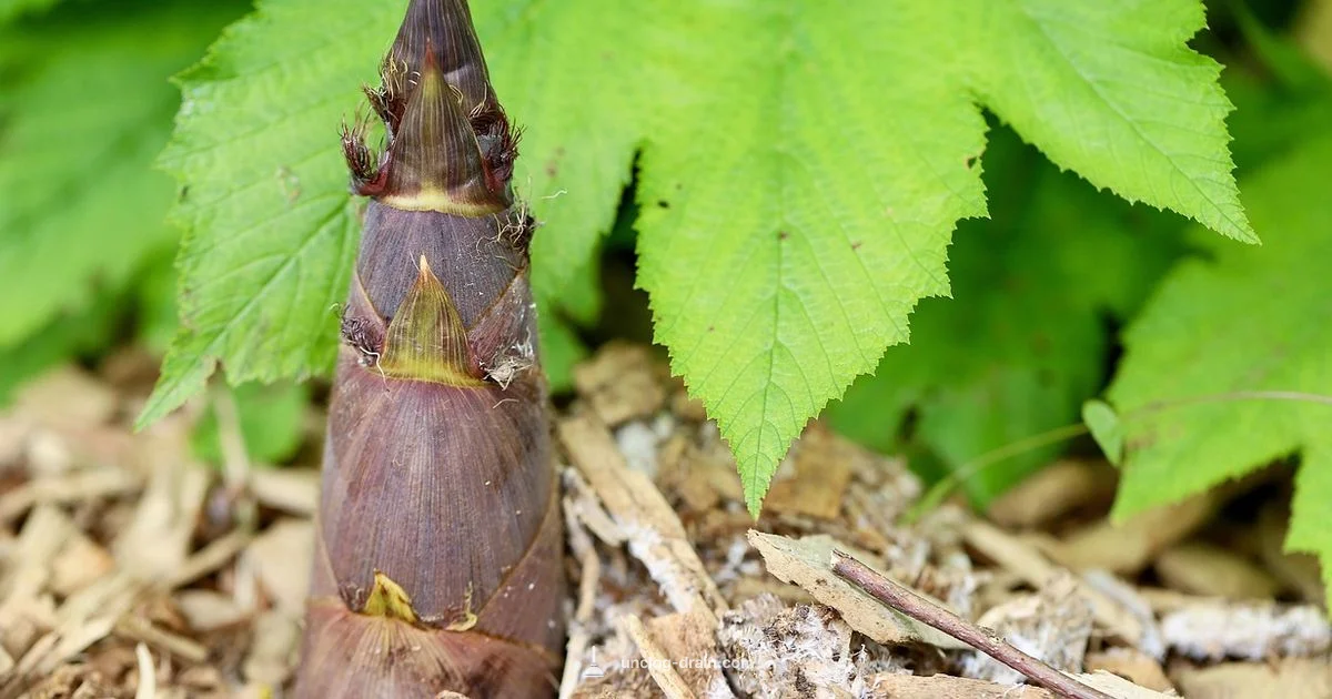 Unclog Bamboo Nozzle - Unclog Drain
