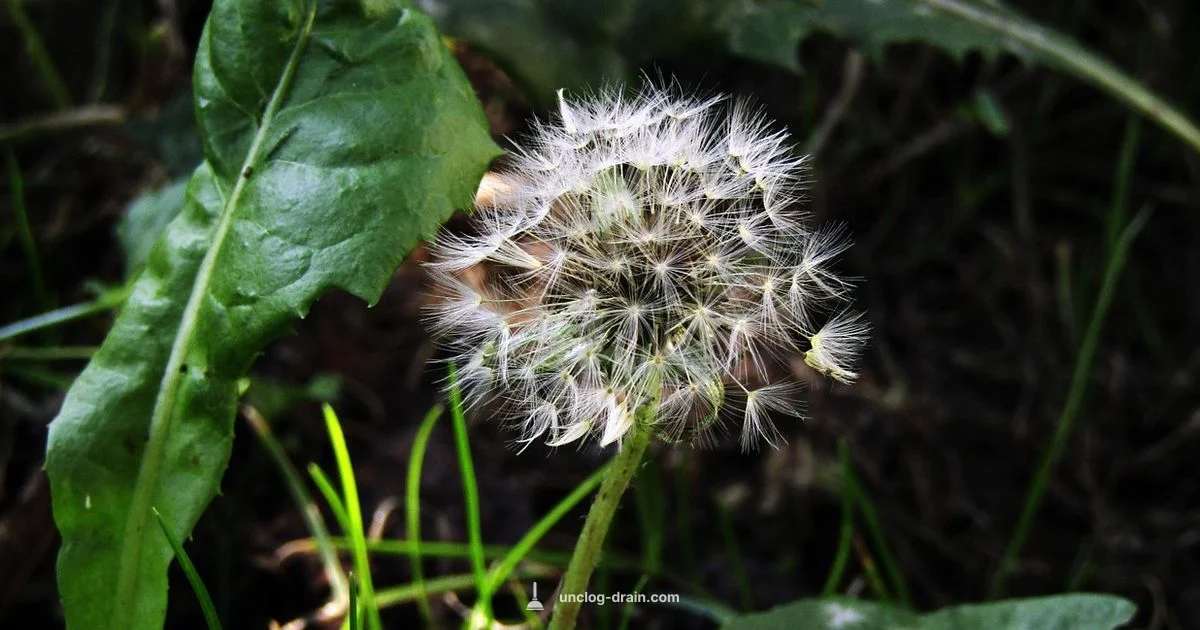 Shower Head Care - Unclog Drain