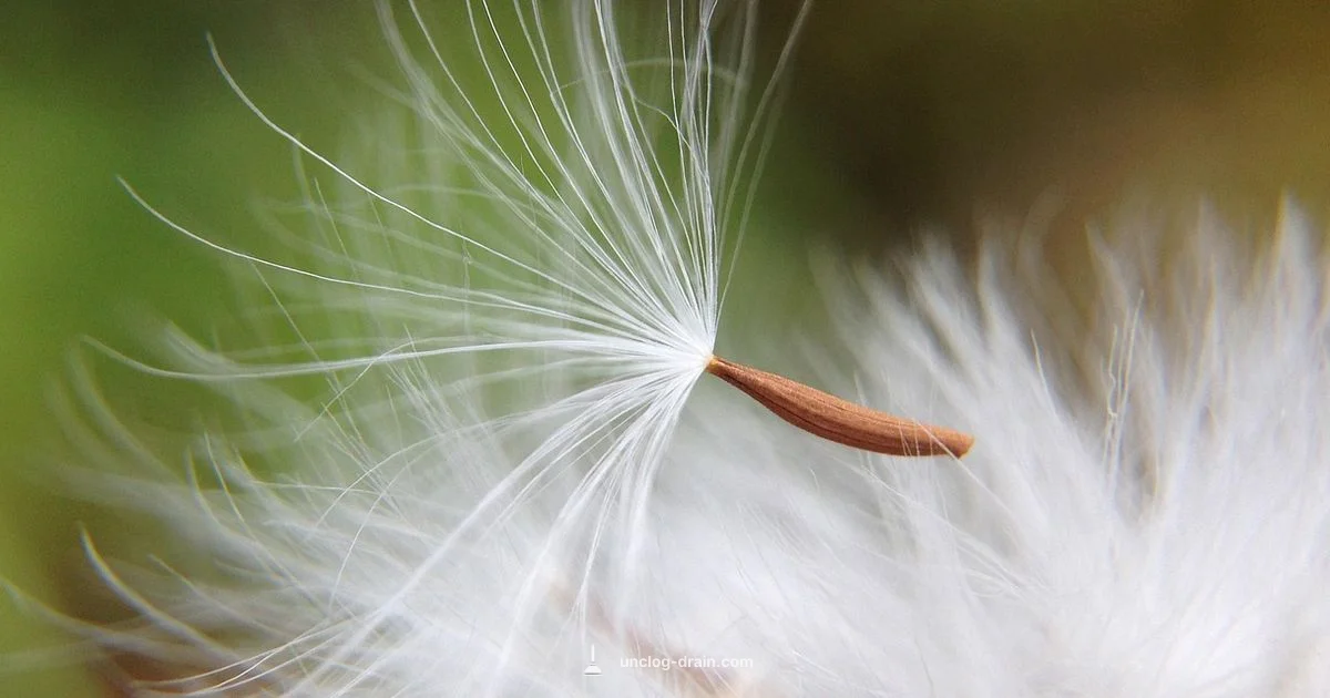 Shower Head Descale - Unclog Drain